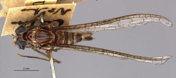 Media type: image;   Entomology 11222 Aspect: habitus dorsal view